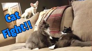 CAT FIGHT with Lucy the Fennec Fox