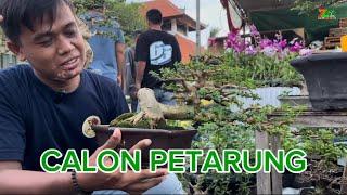 YANG CARI BONSAI TARUNG DISINI TEMPATNYA