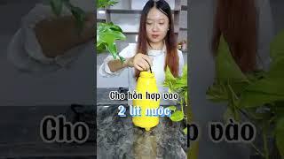 Mẹo tự làm "Nước Thần" tưới cây ủ từ Bia và Trứng