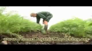 Organic gardening, grow your own food