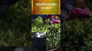 International Tea Day is celebrated every year on the 21st of May