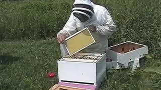 Getting Started in Beekeeping. Начало работы в пчеловодстве. Язык-английский.