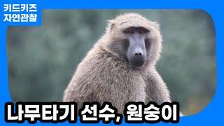 [자연관찰] 나무타기 선수, 원숭이ㅣ키드키즈ㅣ유아동화ㅣ어린이동화ㅣ자연동화ㅣ유치원동화ㅣ어린이집동화ㅣ동물동화