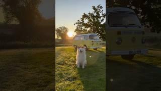 Van Life Ear Wiggles    Autumn Edition  #eardance #samoyed #autumn #fall