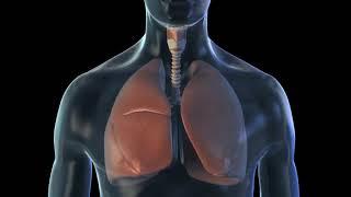 Animation of lungs