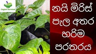 නයි මිරිස් පැල අතර නියමිත දුර තබමු/Scotch bonnet cultivation/Ceylon Survival