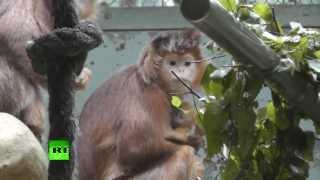 Monkey fight over baby.