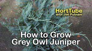 How to grow Grey Owl Juniper - Blue-Green Foliage Groundcover Shrub