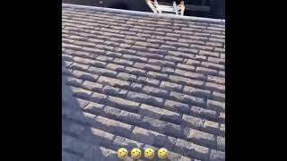 В США собака сама поднялась по строительной стремянке на крышу.