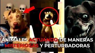 ANIMALES ACTUANDO DE MANERAS MISTERIOSAS Y PERTURBADORAS 