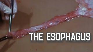 1970s doc: Autopsy dissection technique: esophagus, stomach, liver, spleen, pancreas, biliary system