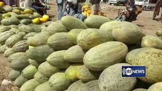 Grape, melon harvests increase in Takhar | افزایش حاصلات انگور و خربوزه در تخار