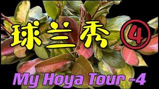 我的球兰秀 第4部分 My Hoya Tour - Part 4      209