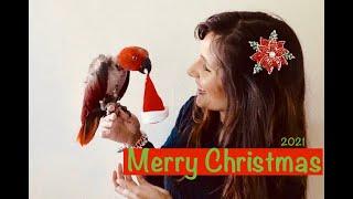 PDS Christmas Fundraising video | Christmas Parrot Puns | Rescue | Non-Profit