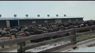 О забое баранов ▶ Мнение о породе эдильбаевских и гиссарских овец