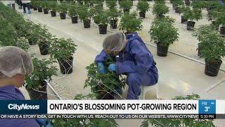 A look inside Ontario’s largest legal marijuana grow-op