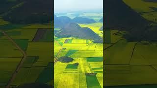 Rapeseed flower field, Luoping County, Qujing City, Yunnan Province, China #luo#china #view