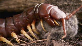 Гигантская сколопендра – Пожиратель мышей, рептилий и скорпионов! Самая опасная многоножка!
