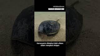 Makhluk berdarah biru - Infobioscience