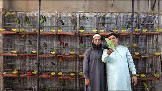 Hamza Bhai Exotic Parrots Farm Exotic Parrots Ki Sari Variety Mil Jaye Gi Wo Bhi Munasib Daam Me