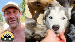 A really interesting pack intro with Ren the husky from the 150 dog hoarding case | The Asher House