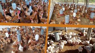 Criação de frango p/ corte, caipirão, venda p/merenda escolar, agricultura familiar...