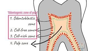 Zones of Pulp (Histology of Pulp)