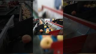 Снова про элементы сортировочной линии для яблок наглядно