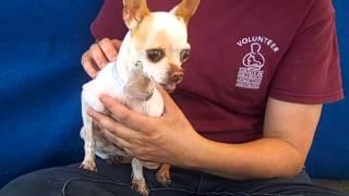 A4858718 Hope | Chihuahua