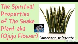 The Spiritual Properties of The Snake Plant aka (Ojuju Flower) Sansevieria Trifasciate.