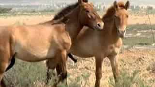 horses Gays club