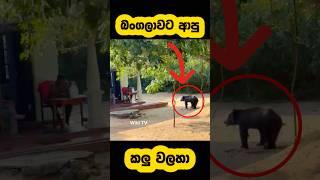 A wild bear came to attack a man🫣#shortvideo #shorts #youtube #reels #bear #attack #1m #viralvideo