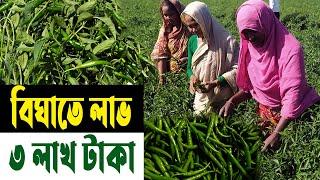 হাইব্রিড মরিচ চাষে লাখপতি কৃষক | কৃষিবিদের পরার্মশ | মরিচ চাষ পদ্ধতি | Morich Chas - Safollo Kotha