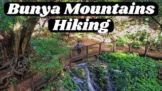 Bunya Mountains National Park | Hiking the Scenic Circuit, Mt Kiangarow & Paradise Falls & Dandabah