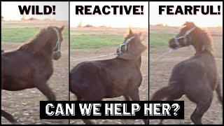 WILD, REACTIVE AND FEARFUL - How To Deal With Fear Response In Horse