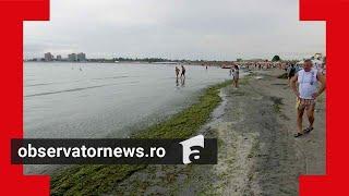 Staţiunile în care Marea Neagră s-a făcut verde. Experţii spun că este semn bun