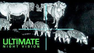 The Clearest Thermal Hunt Footage Ever | 25 Hogs and 10 Coyotes Down