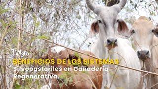 Beneficios de los Sistemas Silvopastoriles en Ganadería Regenerativa - TvAgro por Juan Gonzalo Angel