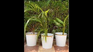 Ecofynd® I Round Metal Planter I Home Garden I Living Room Decor I 4.3 Star Rating