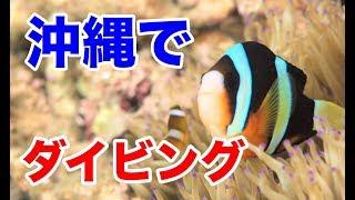 Diving in Okinawa【Tora`s nature vid#8】Japan marine coral reef anemone fish 虎之介