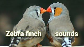 Zebra finch sounds 1 Hour - bird singing nature helps relax bird sound