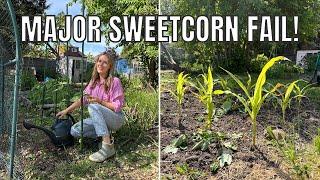 MAJOR SWEETCORN FAIL! / ALLOTMENT GARDENING UK