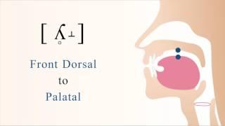 [ ʎ̥˔ ] unvoiced dorsal palatal lateral fricative