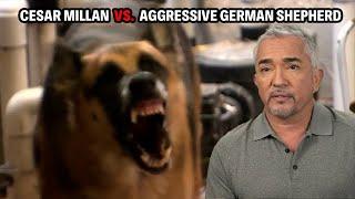 Most Dangerous Dog I Have Ever Faced - A German Shepard That Mauls Its Owner | Cesar 911 Throwbacks