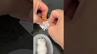 Paper pimple crafts! Popular life hacks #cuddleclawshow #lifehacks #funny #foryou #catchef #cats