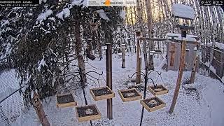 2024-11-26 - Foothills Birds - Live BirdCam [65+ Species]