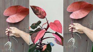 how to grow philodendron with cutting leaf