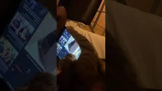 When the cat becomes a youtuber.