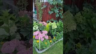 Дача / Германия 8.07.24#hortensien #garden #германия ##дача #гортензия