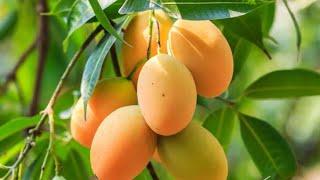 আম বাগান । Mango Garden । Tabuk Saudi Arabia । তাবুক । সৌদি আরব